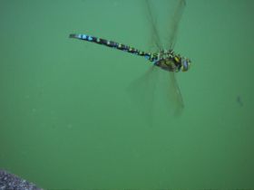 DS Sommer04 078.jpg
